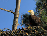 _NW83821 Bald Eagle Female on Nest.