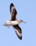 _NW84943 Willet Flight.jpg