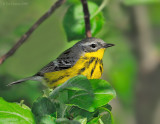 _NW84985 Warbler.jpg