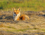 _NW85049 Fox.jpg