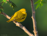 _NW85107 Yellow Warbler.jpg
