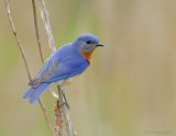 _NW85230 Blue Bird.jpg