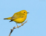 _NW85751 Yellow Warbler.jpg