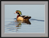 Male Wood Duck