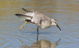 Red Knot, juv. (#1 of 5)