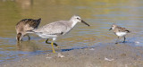 Red Knot, juv. (#2 of 5)