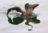 Brandt's Cormorant, juv.