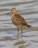 Pectoral Sandpiper, juv.