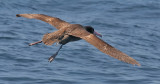 Short-tailed Albatross, immature