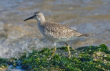 Red Knot, juv.