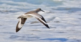 Willet, basic (#1 of 2)