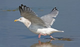 Herring Gull, prebasic adult