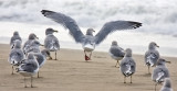 Herring Gull, basic adult
