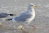 probable female Herring Gull, basic adult (#1 of 3)