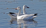 Snow Geese (#2 of 2)