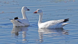 Snow Geese (#1 of 2)
