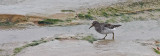 Rock Sandpiper, basic (#2 of 2)