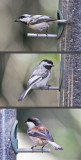 leucistic Chestnut-backed Chickadees