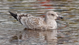 Herring Gull, juvenile (#1 of 3)