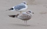 Mew Gull, 1st cycle with basic adult