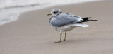 Mew Gull, basic adult