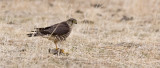 Merlin, female columbarius (#3 of 3)