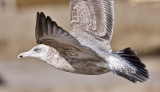 Herring Gull, 2nd cycle (#2 of 2)