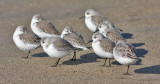 Sanderlings, basic