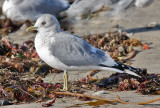 Mew Gull, basic adult with pale eyes