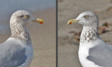 Herring Gull, basic adult (opposite profiles of the same bird)