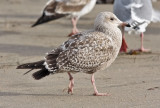 Herring Gull, 1st cycle