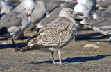 Herring Gull, 1st cycle