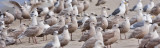 Glaucous-winged Gulls, juv. and 1st cycle with a few Western Gulls