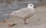  Thayers Iceland Gull, bleached 1st cycle  5 feb 09