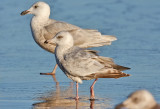 Thayers Iceland Gull, 2nd cycle (1 of 2) with 1sr cy Glaaucous-winged Gull