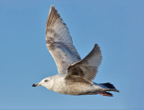 Thayers Iceland Gull, 2nd cycle (2 of 2)
