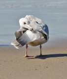 presumed Glaucous-winged x Herring Gull, 3rd cycle