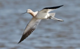 American Avocet, prealternate