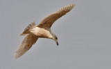 Glaucous-winged Gull, 1st cycle