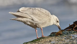 Glaucous-winged Gull, 1st cycle