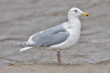 Glaucous-winged Gull, basic adult