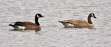 Canada Geese, resident leucistic at right