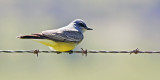 Cassins Kingbird