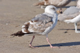 Western Gull, 2nd cycle