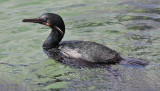 Brandt's Cormorant, alternate adult