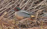 Eurasian Teal, alternate male (#2 of 2)