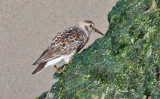 Rock Sandpiper, prealternate (#3 of 3)