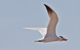 Caspioan Tern, alternate adult