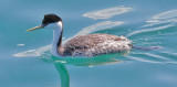 Western Grebe, prealternate