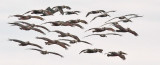 Brown Pelicans